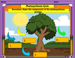 photosynthesis-example