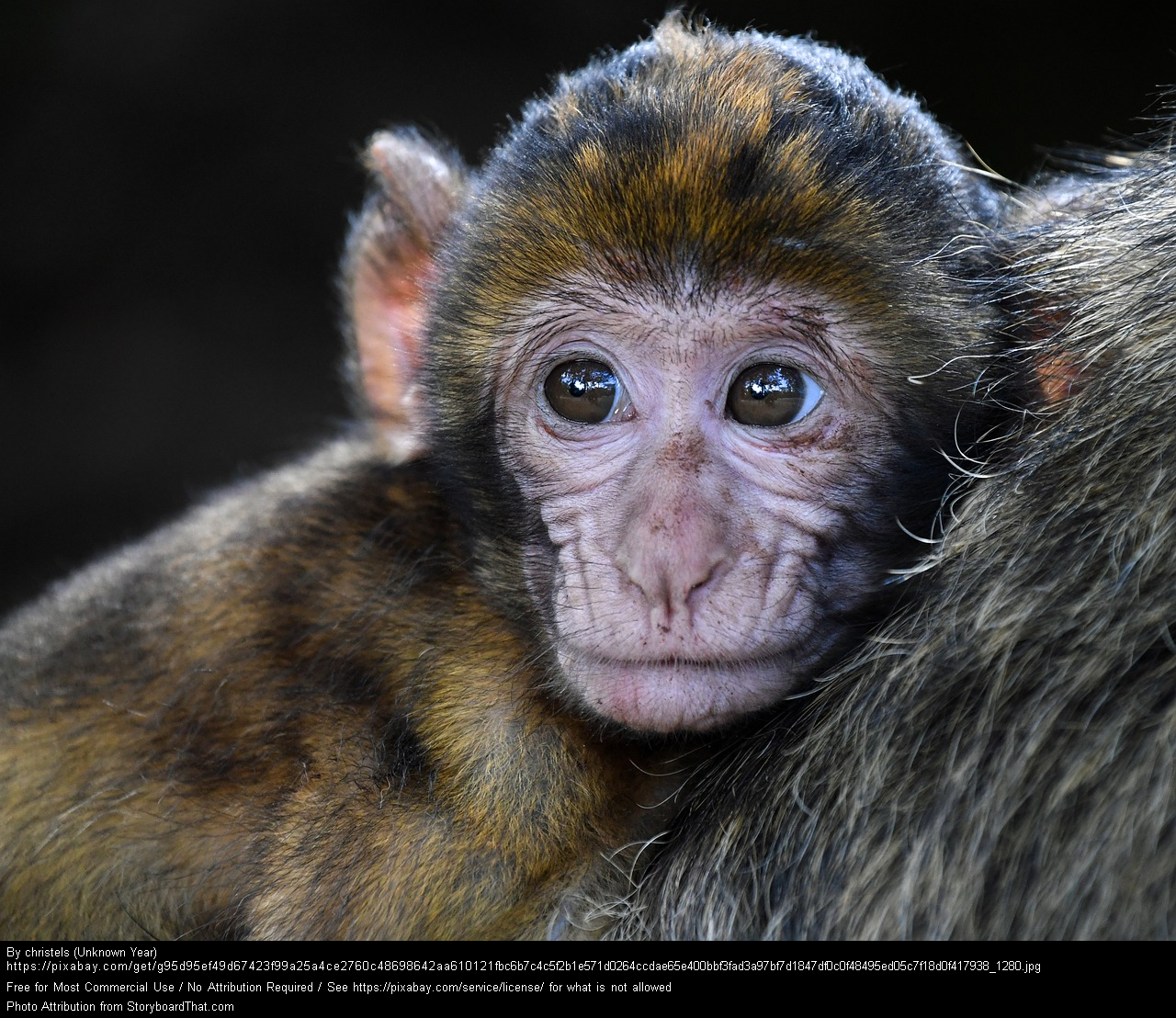 Example of a photo of a monkey with a citation from Photos For CLass