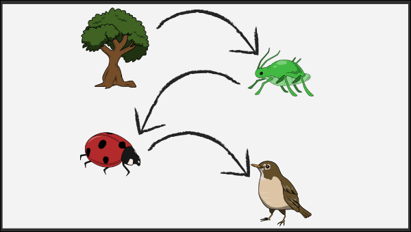 Food Chains Lesson Plans