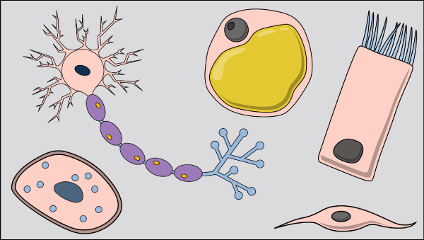 Specialized Cells Nodarbību Plāni - Epitēlija Šūna