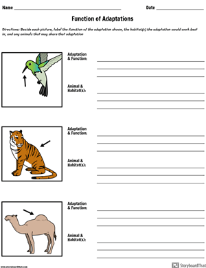 Animal Adaptation Worksheet | Adaptations Worksheet Practice