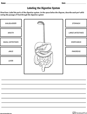 Human Digestive Enzymes Chart