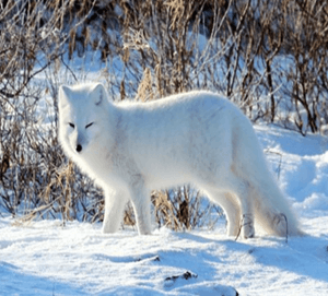 Arctic Animals Fact-Finding Activity