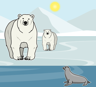 Onde Vivem os Ursos Polares? de Sarah Thomson - Cronologia do Crescimento do Urso Polar