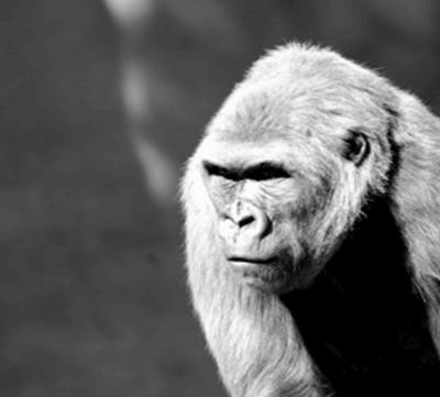קוף הקוף על ידי ג 'ייקובס WW - "הקוף של פו" אוצר המילים