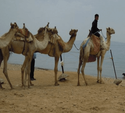 How the Camel Got His Hump af Rudyard Kipling - Camel Facts - Kontekstinformation for "How the Camel Got His Hump"