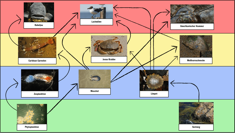 Was Ist Ein Nahrungsnetz Diagrammaktivitat