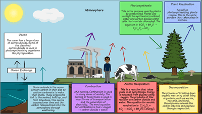 Carbon Cycle - Create a Carbon Cycle Diagram