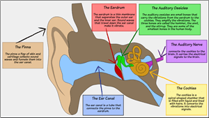 Sound Waves - Structure of the Ear