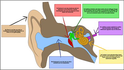 Geluidsgolven - Structuur van het oor
