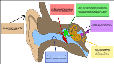 Звуковые Волны - Структура уха