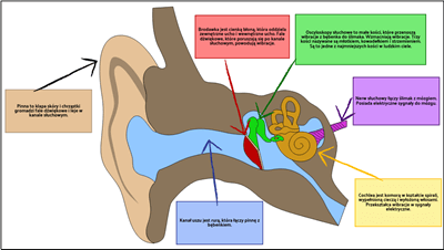 Fale Dźwiękowe - Struktura Ucha