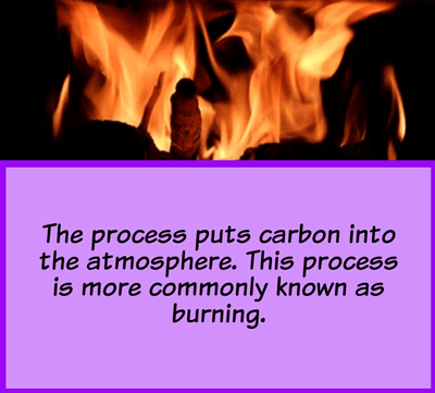 Въглероден Цикъл - Процеси в Въглеродния Цикъл