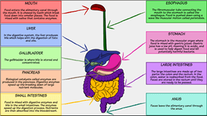 Digestive System Enzymes Chart