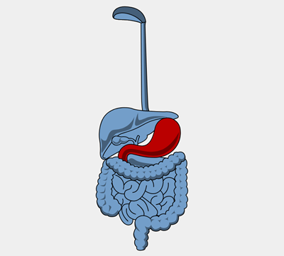 Sistemul Digestiv - Părți ale Sistemului Digestiv