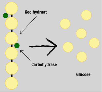 Het Spijsverteringsstelsel - Spijsverteringsenzymen