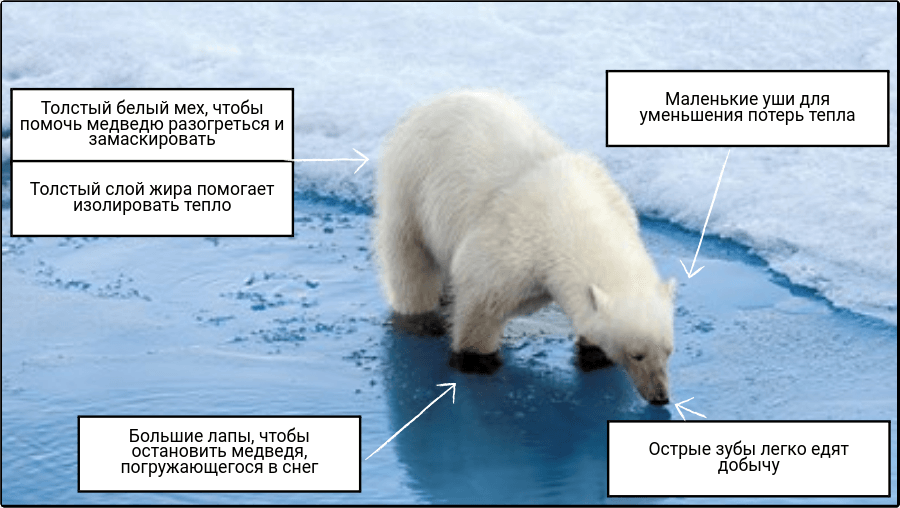 Адаптации белого медведя. Среда обитания белого медведя. Приспособления адаптации белого медведя. Морфологические адаптации белого медведя.