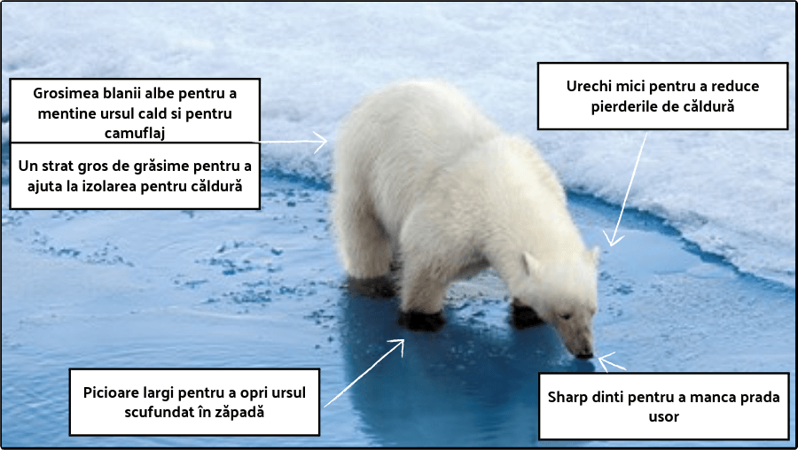 Urs polar - Wikipedia