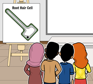 Specialized Cells Activities Cell Structure And Function
