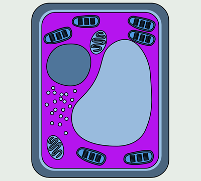 Basic Cells - Label a Plant Cell