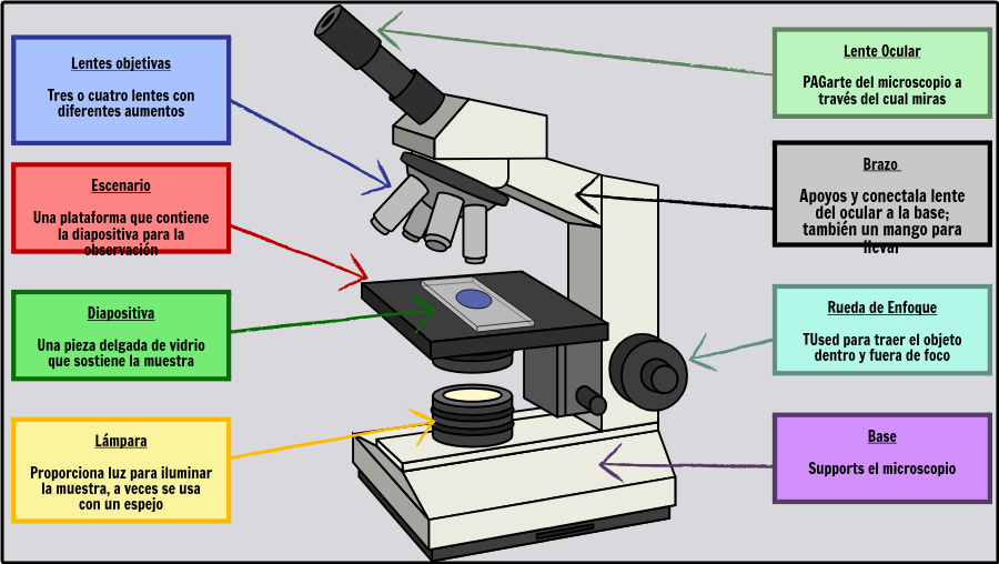 jalea Disfraces abdomen Etiquetado de las Partes de un Microscopio: Plan de Actividad y Lección |  StoryboardThat