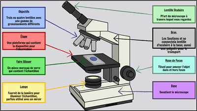 Cellules de Base - Étiqueter un Microscope