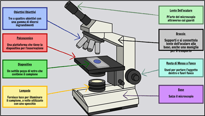 Celle di Base - Etichetta un Microscopio