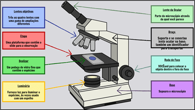 Células Básicas - Rotular um Microscópio