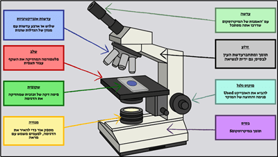 תאים בסיסיים - תווית מיקרוסקופ