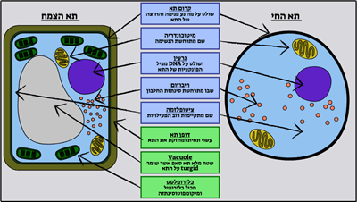 תאים בסיסיים - תווית הצמח ותא החי