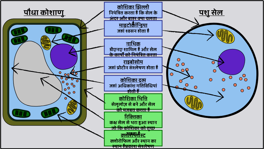 प दप और पश क श क गत व ध य स ल स गठन