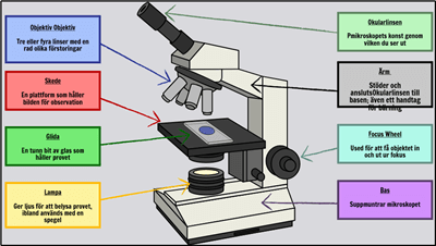 Grundläggande Celler - Märk ett Mikroskop