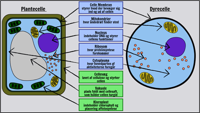 Grundlæggende Celler - Mærk en Plante og Dyrecelle