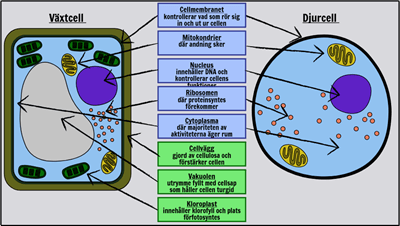 Grundceller - Märk en Växt och Djurcell