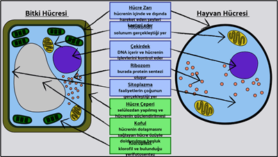 Temel Hücreler - Bitki ve Hayvan Hücresini Etiketleyin