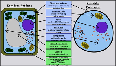 Podstawowe Komórki - Oznacz Komórki Roślinne i Zwierzęce