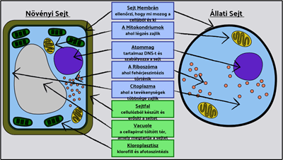 Alapsejtek - A Növény és az Állati Sejt Címkézése