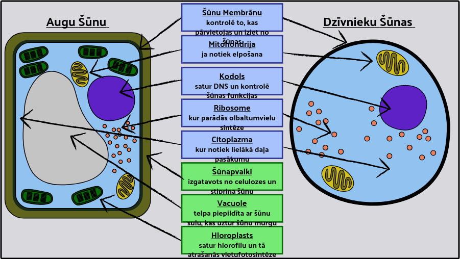 Augu un Dzīvnieku Šūnu Darbība Šūnu Organelles