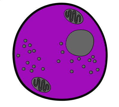 Cellules Basiques - Parties D'une Cellule Animale