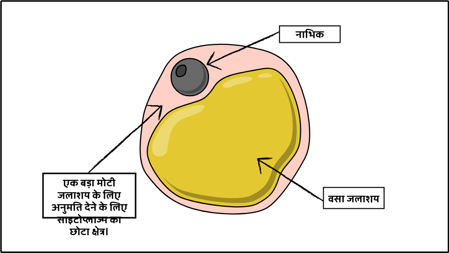 व श ष ट स ल गत व ध य स ल स रचन और क र य