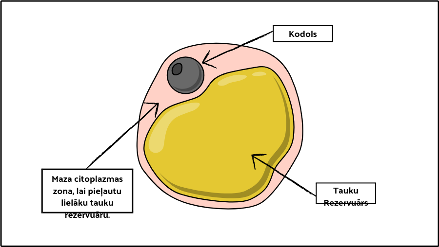 Specializētās Kameru Aktivitātes | Šūnu Uzbūve un Darbība