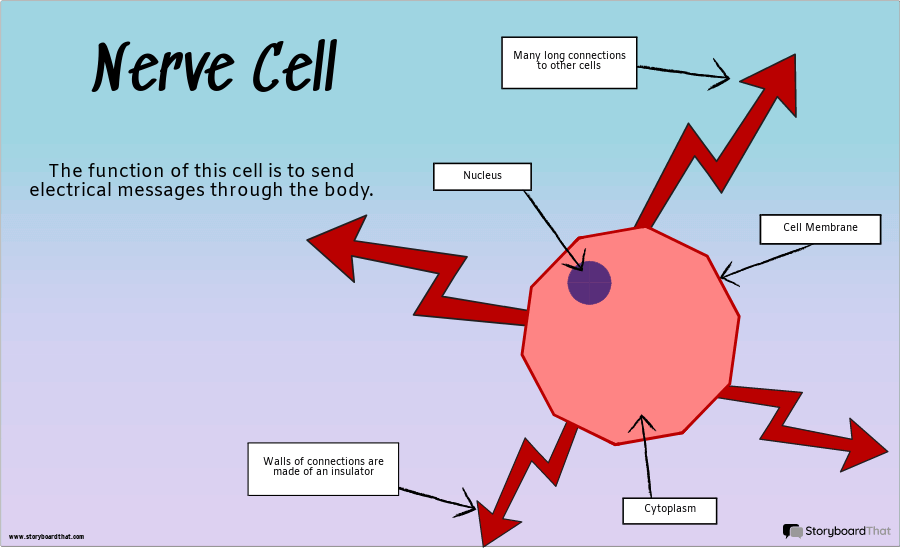 What Does A Specialized Cell Mean