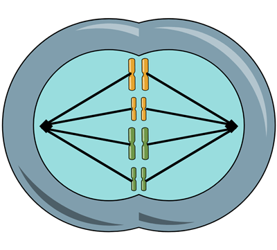 Zellteilung - Modell der Mitosephasen