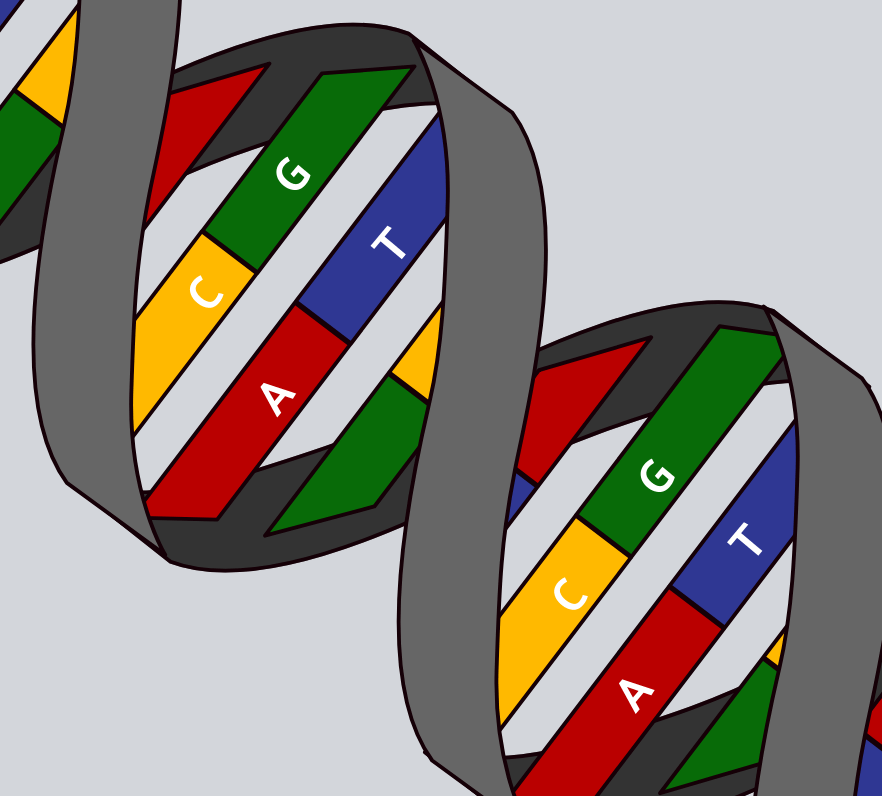 Šūnu Dalīšanas Posmi un Nodarbības Plāns Mitozes Aktivitātes