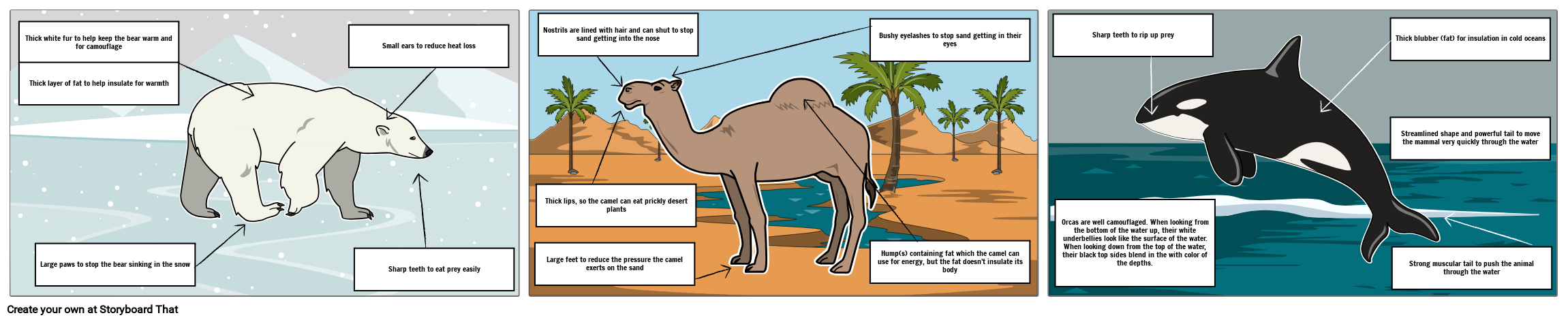 Label The Adaptation Activity Animal Adaptations