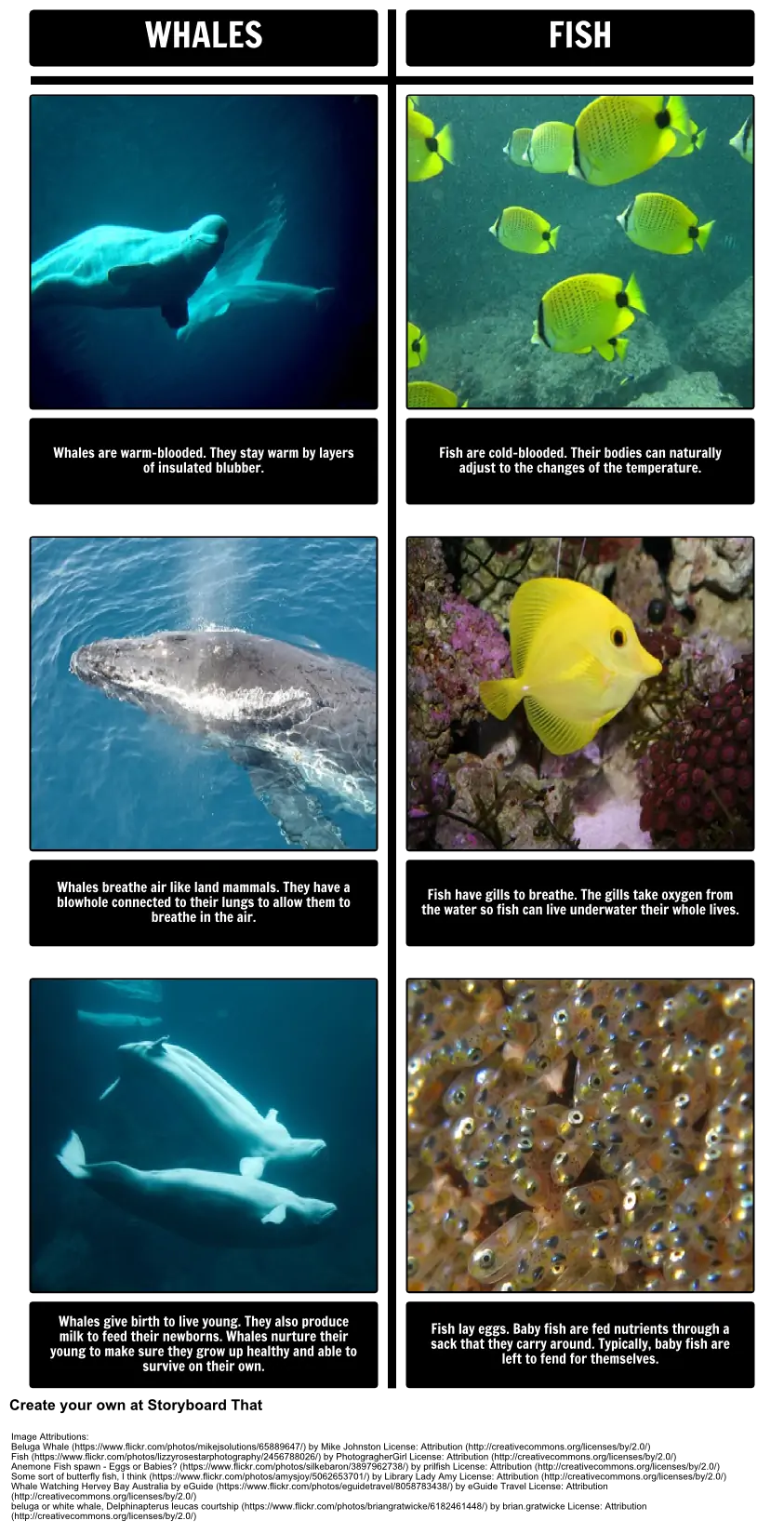 Fish Characteristics and Differences From Other Animals