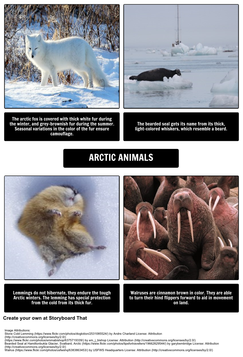 Where Do Polar Bears Live? Arctic Animals