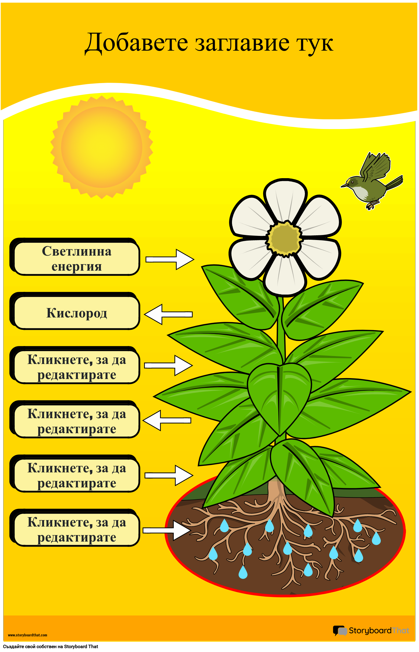 Плакат с Диаграма на Фотосинтезата