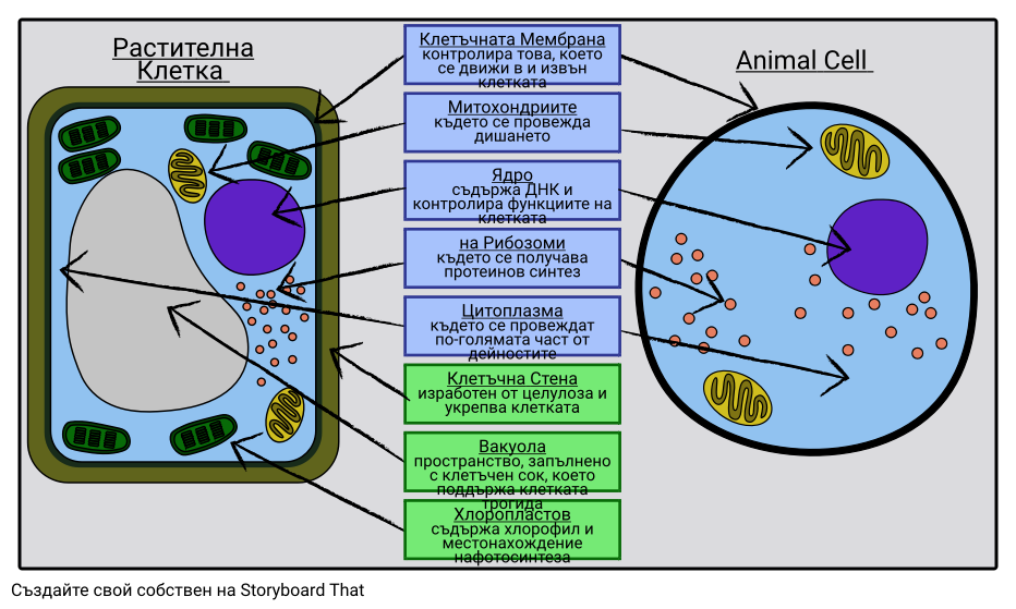 Растителни и Животински Клетки