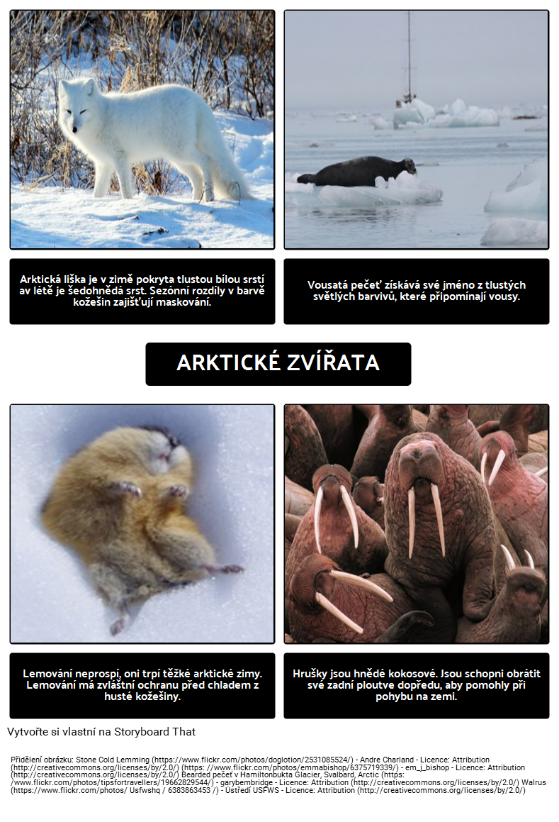 Kde nás Polární Medvědi Live? Arctic Zvířata